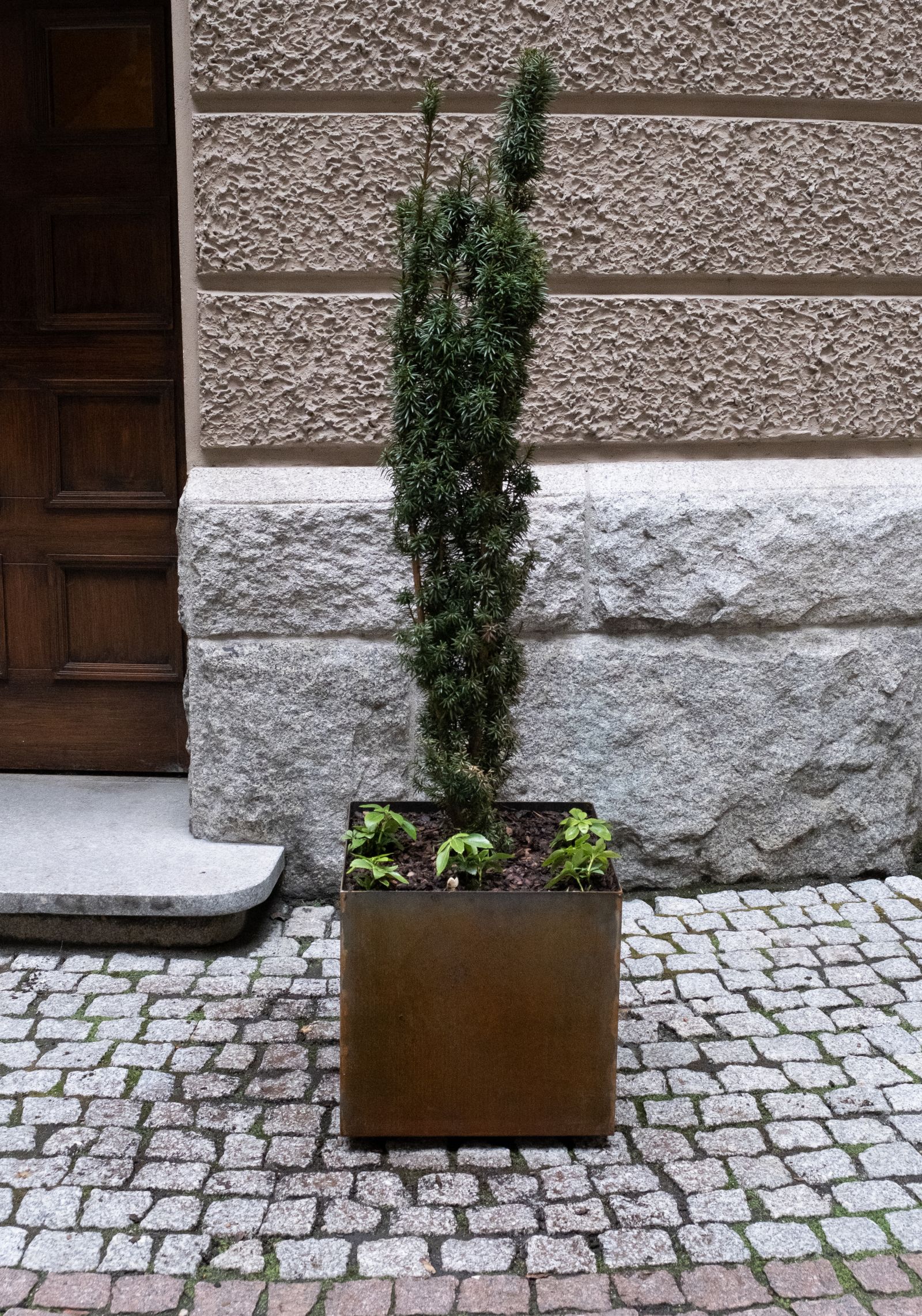 Przy wejściu na dziedziniec Collegium Maius stoi sześcienna donica z wysoką rośliną zimozieloną.