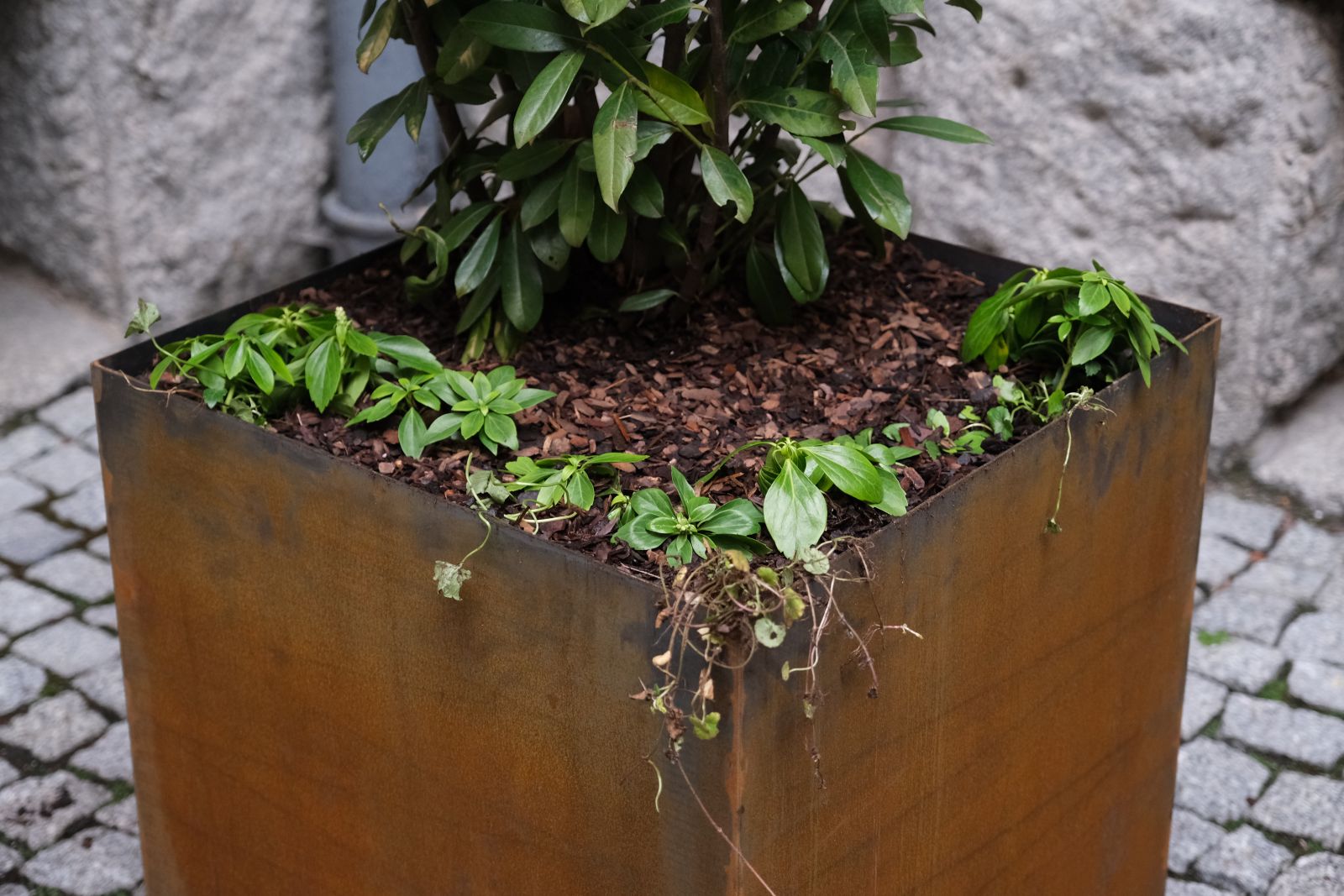 Zbliżenie na niskie zielone rośliny posadzone w donicy obok rośliny o podłużnych liściach w dużej metalowej donicy o kształcie sześcianu.